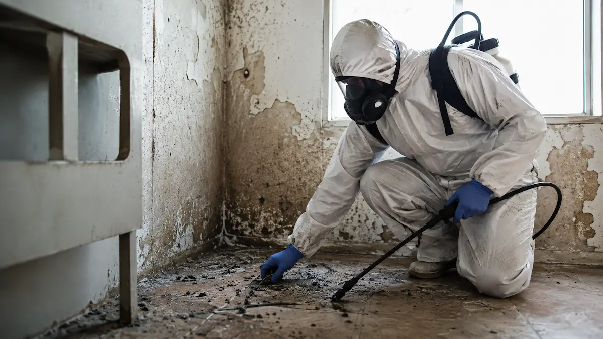 Décontamination après rongeurs à Toulon par un technicien en combinaison de protection.