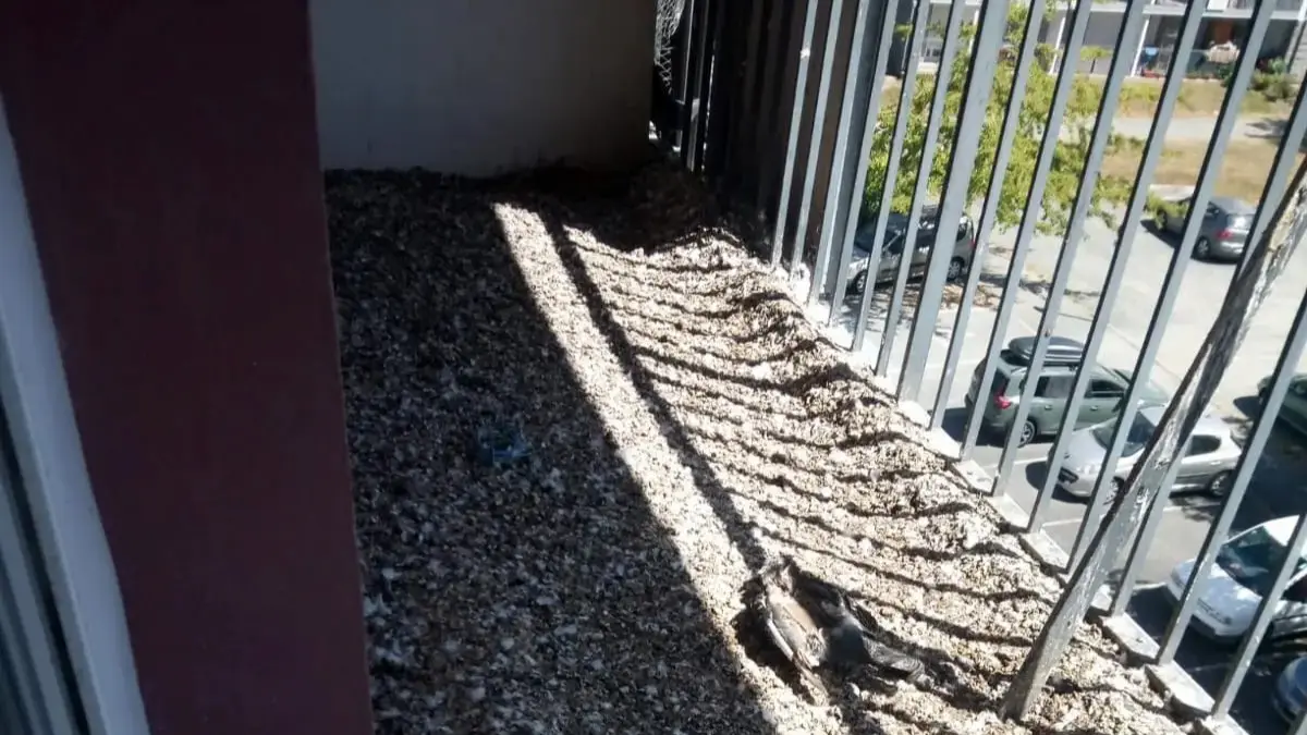 Accumulation de fientes de pigeons avant nettoyage à La Crau