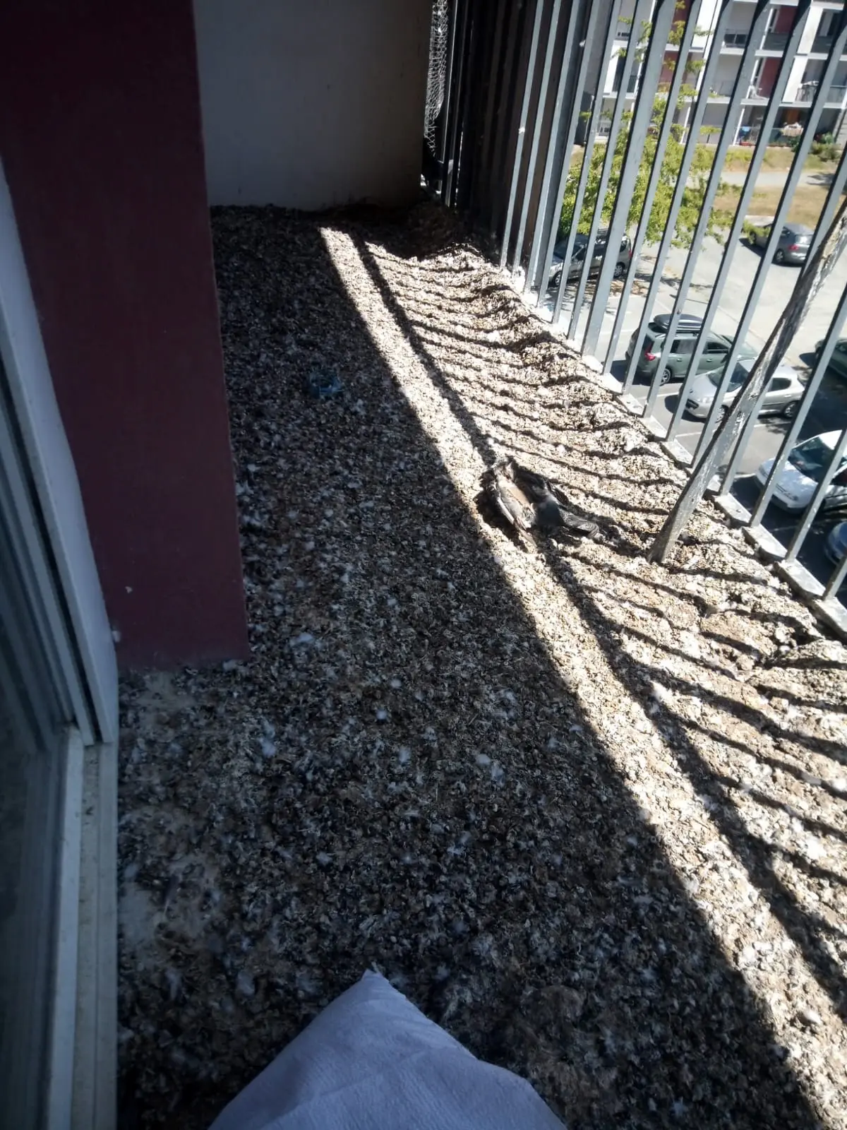 Nettoyage de fientes de pigeons à La Crau Accumulation importante de fientes de pigeons avant nettoyage à La Crau